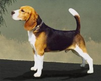 /album/fotogaleria/beagle01-1-jpg/